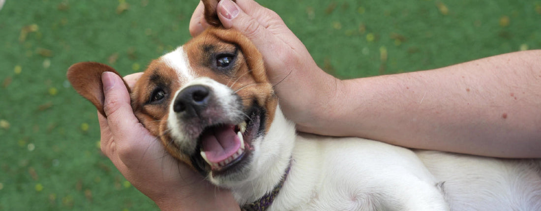 Calming Dog Massage Techniques