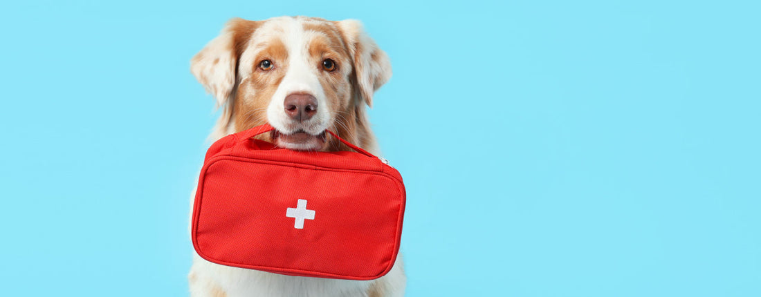 Pet First Aid Items You Should Always Have on Hand