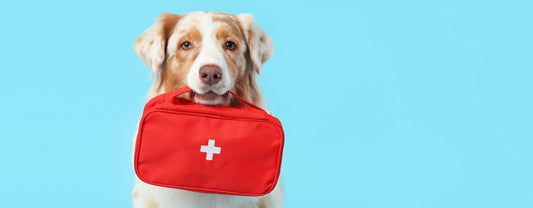 Pet First Aid Items You Should Always Have on Hand