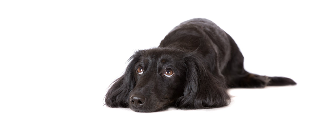 What Does White Dog Poop Mean?