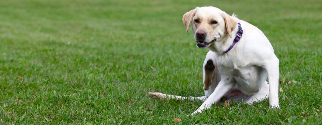 How to Soothe Your Dog’s Itchy Skin